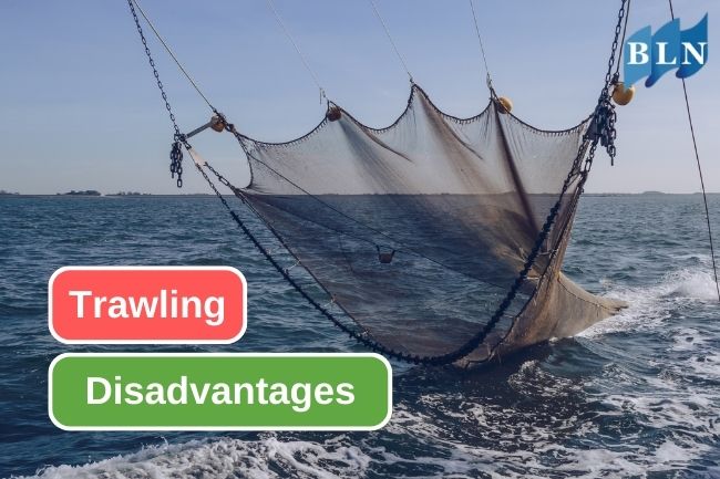 5 Disadvantages of Trawl Net to Catch Fish